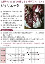 【レタス】トレビス ジュリエッタ〔丸種0050〕/コート小袋〔40粒〕