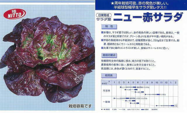 【レタス】ニュー赤サラダ菜〔カネコ〕/小袋（2.3ml）