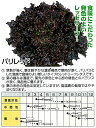 【レタス】パリレッド〔丸種〕/コート小袋〔40粒〕