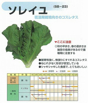 【レタス】ソレイユ〔雪印〕/5千粒コート