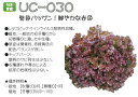【レタス】レッドリーフレタス ガーネット(UC-030)〔ウエキ育成〕/コート5千粒