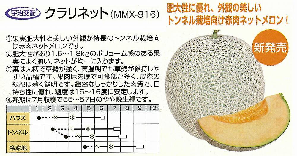 【メロン】クラリネット（NMX-916）〔宇治交配〕/小袋