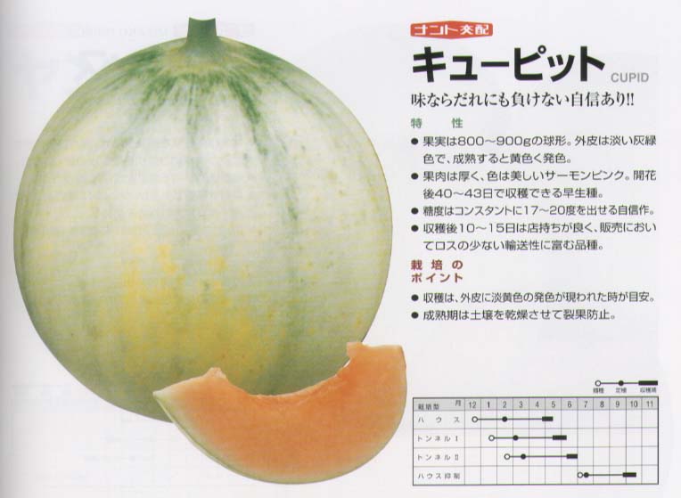 【メロン】淡緑皮・赤肉　キューピット〔ナント交配〕/小袋（8粒）