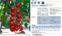 【ミニトマト】CF千果〔タキイ交配〕(登録品種名:TTM019)/小袋(16粒)