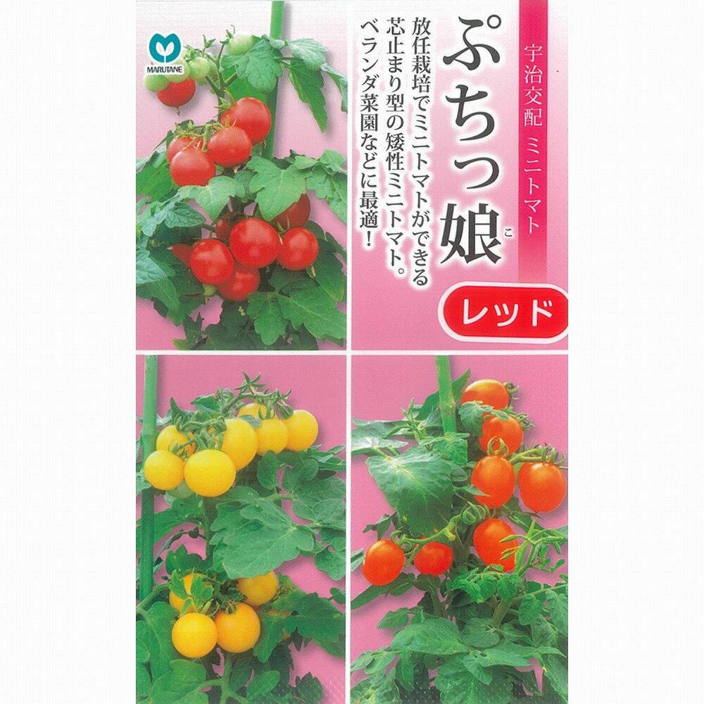 【ミニトマト】矮性ミニトマト　ぷちっ娘シリーズ　ぷちっ娘レッドミニトマト(MTX-070)〔宇治交配〕/小袋のサムネイル