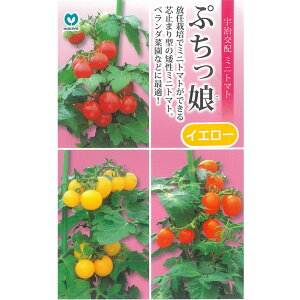 【ミニトマト】矮性ミニトマト ぷちっ娘シリーズ ぷちっ娘イエローミニトマト(MTX-071)〔宇治交配〕/小袋