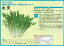 【ミズナ】水天〔サカタ〕/小袋(9ml) 220円