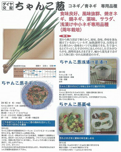 【ネギ】ちゃんこ葱2〔トキタ交配〕/20ml