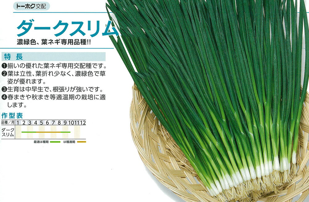 【ネギ】葉ネギ　ダークスリム200〔トーホク交配〕/2d
