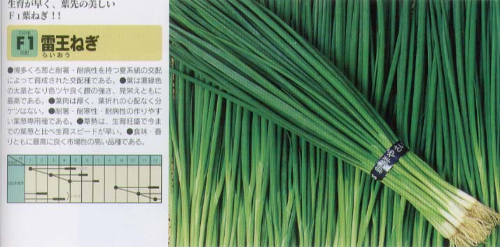 【ネギ】雷王〔博多交配〕/20ml