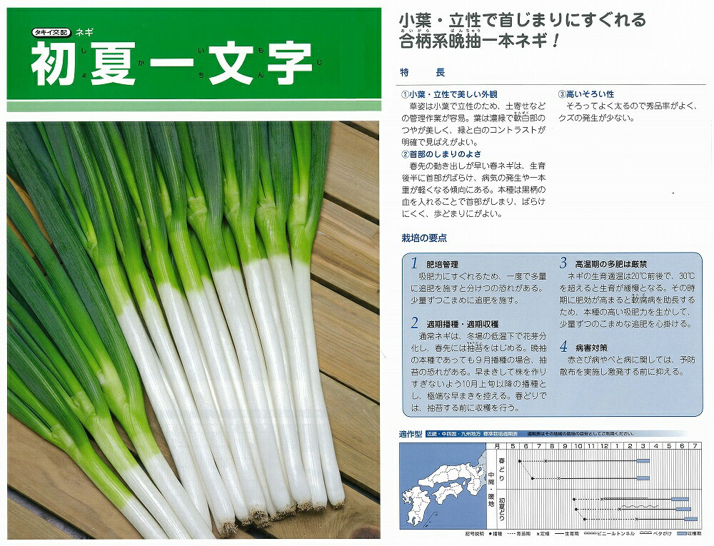 【ネギ】初夏一文字〔タキイ交配〕/1dl