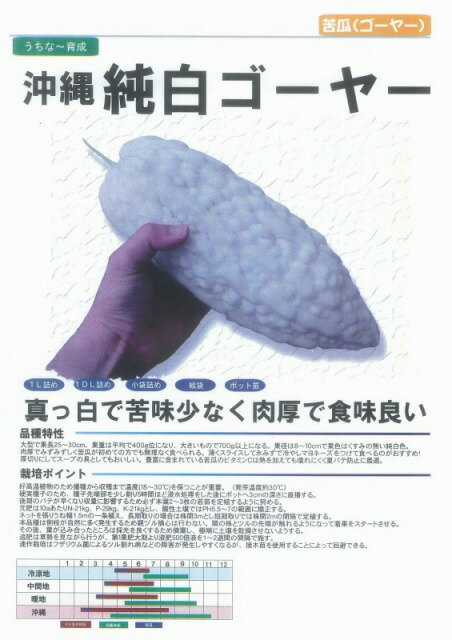 【ニガウリ】純白苦瓜（沖縄純白ゴーヤー）〔フタバ種苗卸部育成〕/小袋