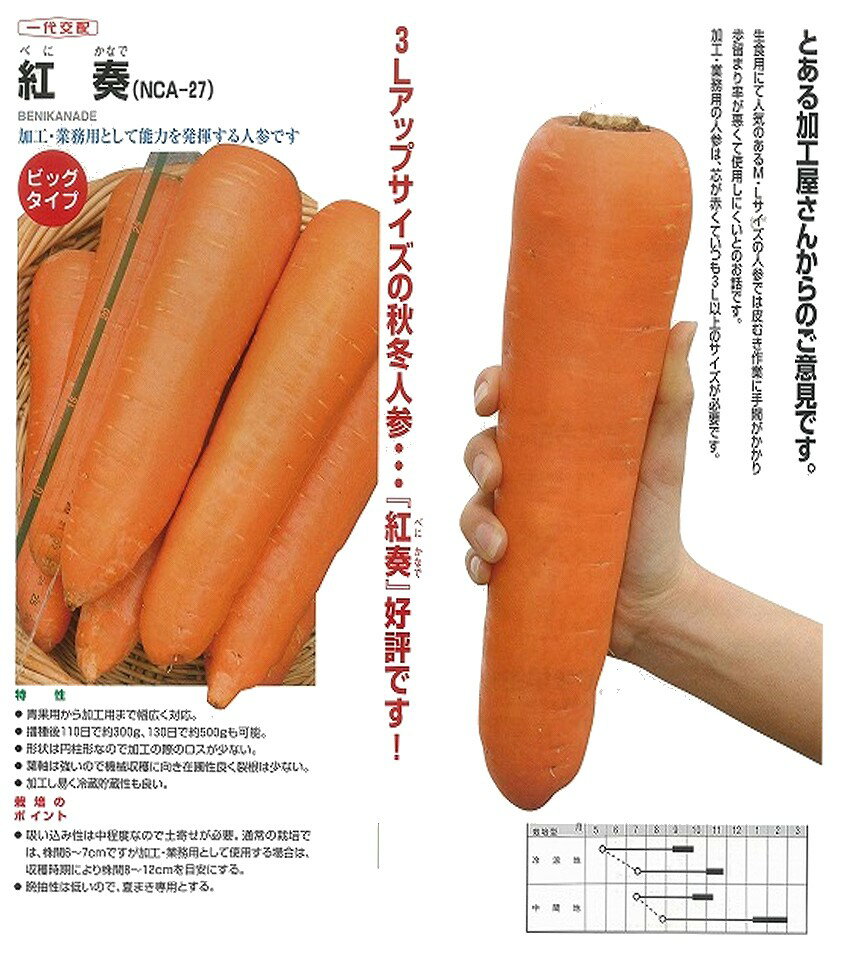 【ニンジン】紅奏〔一代交配(ナント)〕/小袋(...の紹介画像3