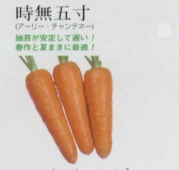 【ニンジン】時無五寸〔固定種〕/小袋（9.0ml）