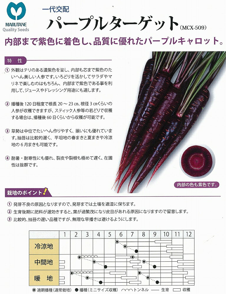 【ニンジン】パープルターゲット〔一代交配 丸種〕/コート小袋〔280粒〕