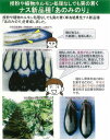 【ナス】あのみのり〔一代交配0297〕《登録品種》品種名あのみのり 海外持出禁止(公示(農水省HP)参照)/小袋