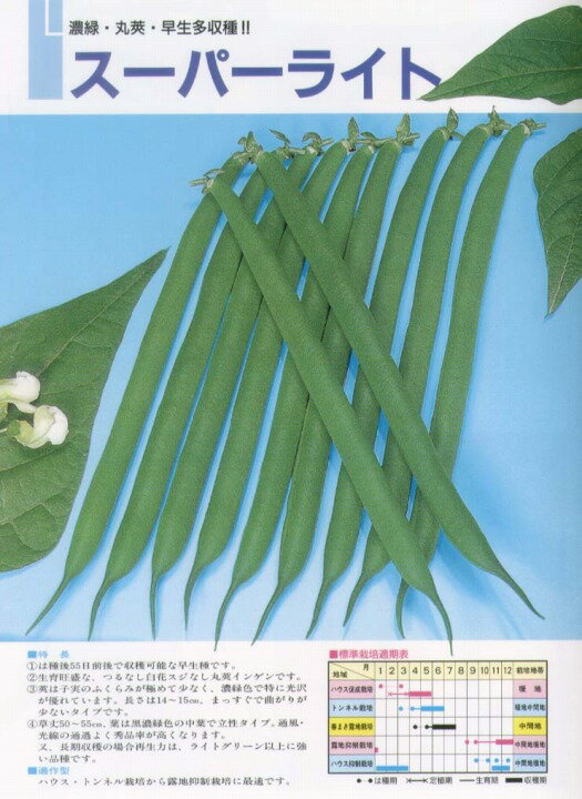 【つるなし菜豆（インゲン）】スーパーライト〔トーホク〕/小袋