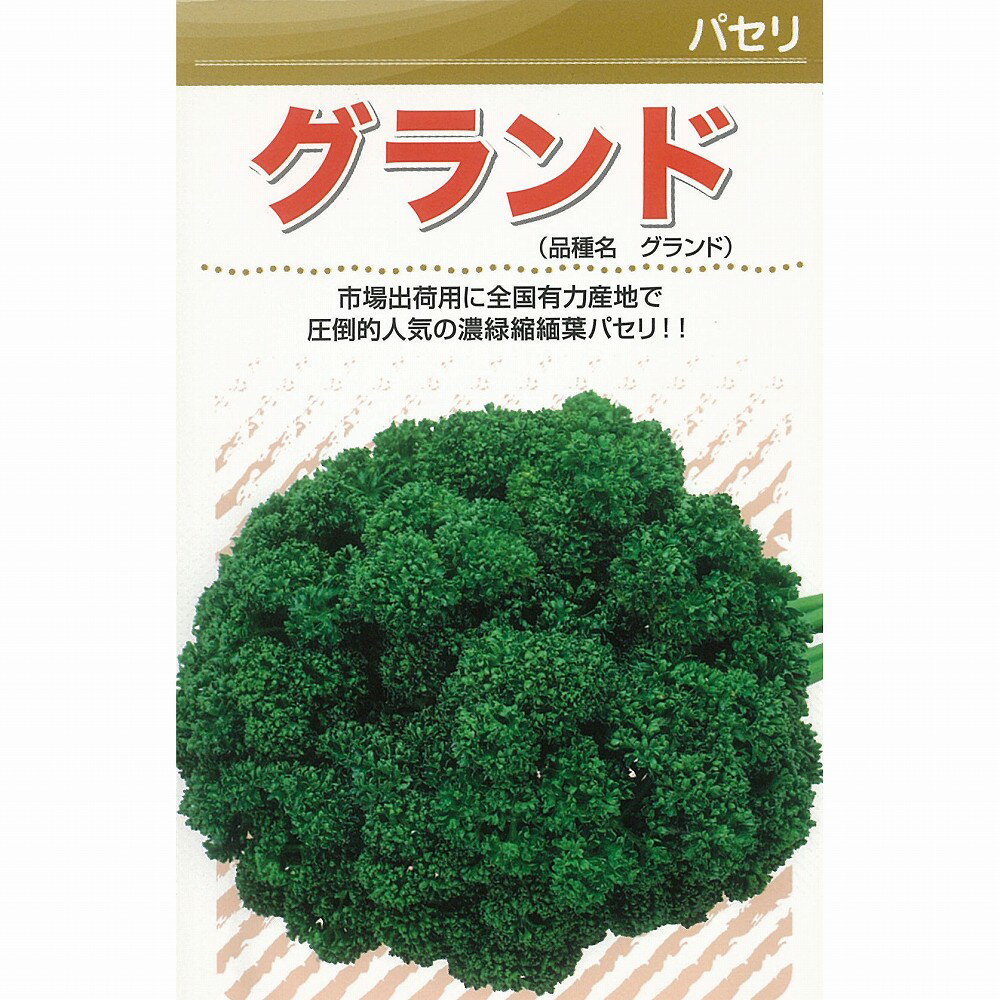【パセリ】グランドパセリ〔カネコ〕/小袋（5.2ml）
