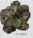 タカナ　赤大葉高菜〔固定種0061〕/小袋 （3.5ml）