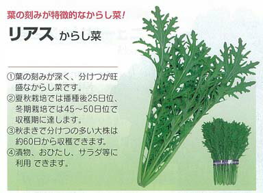 【その他の菜類】カラシナ　リアスからし菜〔固定種0055〕/小袋 （6.0ml）