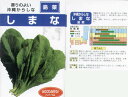 【その他の菜類】沖縄からしな しまな〔固定種0336〕(フタバ)/小袋(10ml)