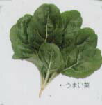 【その他の菜類】フダンナ　うまい菜〔固定種0045〕/小袋