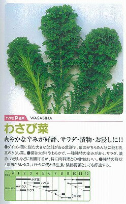【その他の菜類】わさび菜〔固定種0047中原〕/小袋 （6ml）