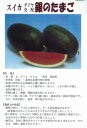 果重2.5から3kg、果皮は光沢のある黒緑色で濃い縞が入る。果形は長楕円形。