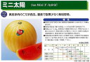 【スイカ】ミニ太陽〔神田交配〕/小袋(11粒)