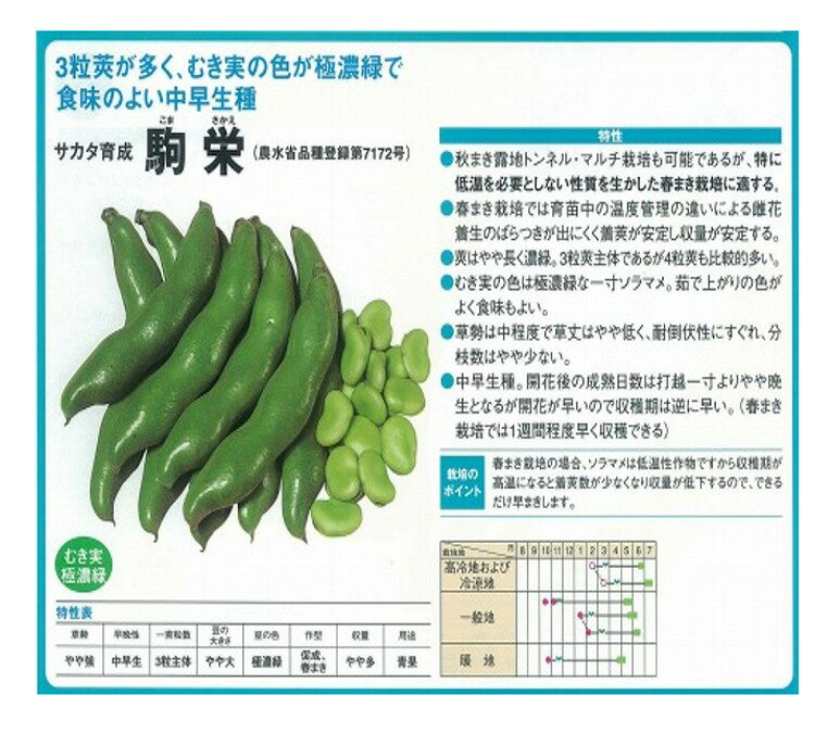 【ソラマメ】駒栄〔サカタ育成〕/小袋(28ml)の紹介画像3