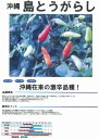 【トウガラシ】沖縄 島とうがらし〔固定種〕(フタバ0336)/小袋(2ml)