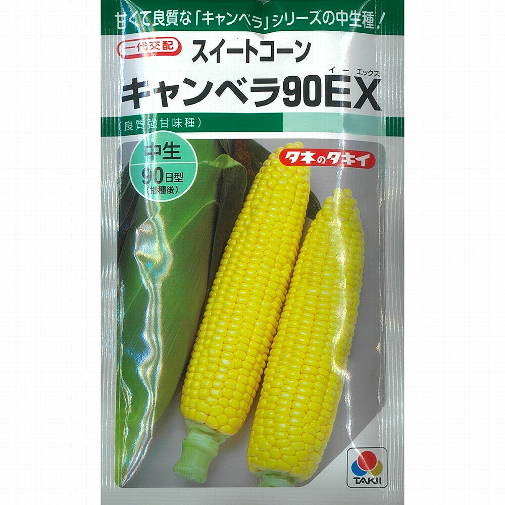 とうもろこしの6月に種まきできる品種を紹介 7月や8月に種まきできる品種や草丈の低い品種やドルチェドリームについても ある日のベリーファーム
