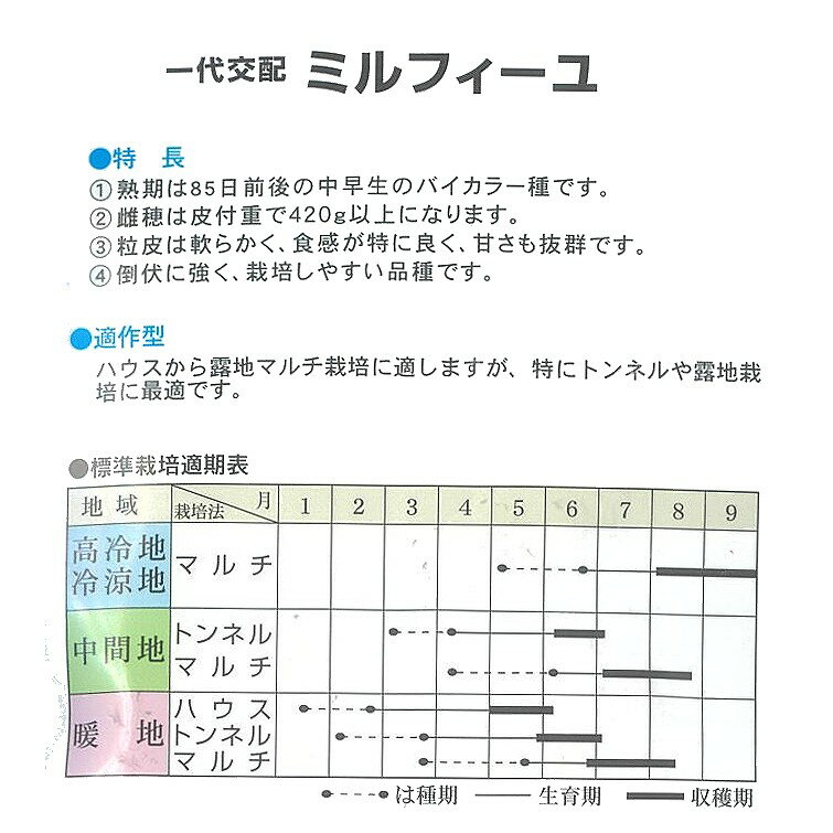 【トウモロコシ】ミルフィーユ〔トーホク交配〕/100粒 2