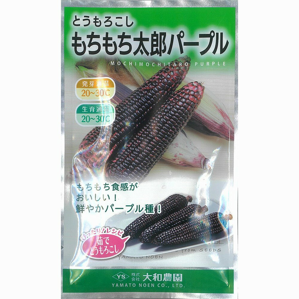 もちもち食感、おやつにぴったり【もちトウモロコシとは？】アジアのモチ文化が生んだ伝統のとうもろこしです。完熟させると粒の表面がツルツルになりワックスをかけたようだということから、ワキシーコーンとも呼ばれています。もち質デンプンを多く含んでいる為、モチのような粘りがあります。ほのかに甘く、水分は少ないですが蒸して食べるとモチモチした食感が楽しめ、腹もちも良く、どこか懐かしい味を楽しむことができます。【特性】●これまで栽培されてきたもち種に比べて甘みが強い。●穂重は約200g、穂長は20cmで甘味もモチ感も強い。●播種後80〜85日が収穫目安。●バイカラー種と比較して草丈は低い。