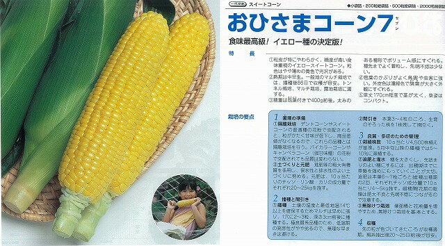 【トウモロコシ】おひさまコーン7〔一代交配〕/小袋のサムネイル