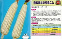 【トウモロコシ】白もちとうもろこし〔固定種0182〕/小袋(50ml)