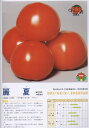 【トマト】麗夏〔サカタ交配〕/小袋(21粒)