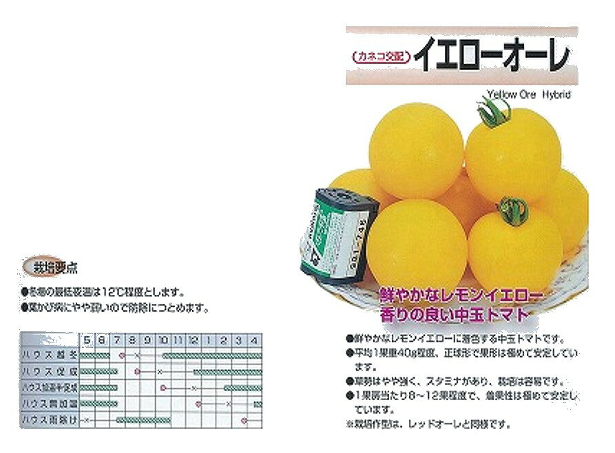 �ڥȥޥȡۥ�������������̥��ͥ����ۡ�/���ޡ�13γ��