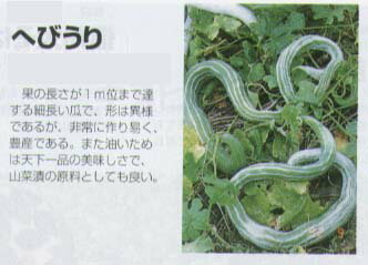 【特殊ウリ】ヘビウリ（へびうり）〔固定種0327〕/小袋