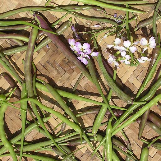 【世界の根菜】さや食い大根　フェアリーワンド[R-38]/小袋（1ml）のサムネイル