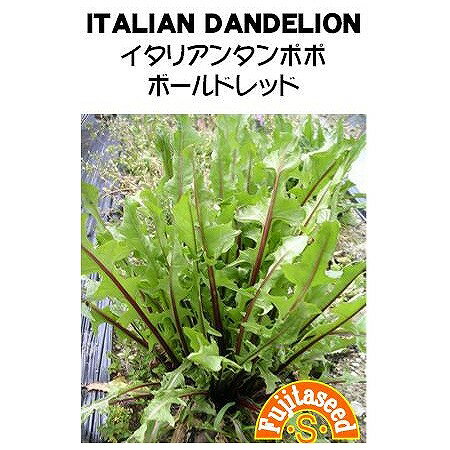 【世界の葉菜】イタリアンタンポポ　ボールドレッド[L-81]r/小袋（0.5ml）