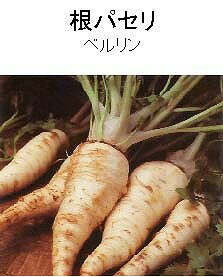 【世界の葉菜】根パセリ ヴァイス /小袋 0.3ml 