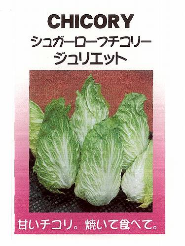 チコリー類の中で一番甘く、苦味が少ない、ロメインレタスの様な細長い形をした結球するチコリーです。歯ざわりが良く、生でサラダにもできますが、イタリアではチーズソースをかけてオーブンで焼いたり、半分に切ってフライパンで焼きチコリにしたり、スープ...