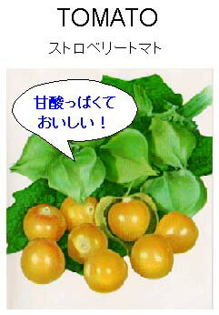 【世界の果菜】ストロベリートマト（食用ホオズキトマト）[T-7]/小袋（約30粒）
