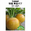 【世界の根菜】特選黄金カブゴールド[R-35]/小袋（2ml）