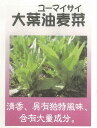 【世界の葉菜】中国野菜 大葉油麦菜（ユーマイサイ）/小袋（2ml）