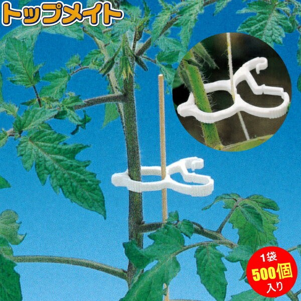商品説明 苗・茎・花卉等の倒れ防止に、安くて簡単ワンタッチ！！ ●トップメイトで生長部と誘引紐をいっしょに保持すると紐に沿って伸びるので、茎が倒れず次の誘引作業まで間をもたすことができます。 ●小さく軽量なので生長部や定植苗に負担が少なく、又、手軽に携帯できるので整枝作業時に生長部等、気付いた時に気付いた箇所を保持できます。 ●クリップの先端に隙間が開かないので、茎保持中に誘引紐から外れにくくなっています。 製品名 トップメイト 仕様 色：　白 材質：　耐候性ポリプロピレン 入数 500個入り メーカー シーム 関連品 →　くきたっちアルファ　細紐用　KA-P200　200個入 →　くきたっちアルファF　太紐用　AF-BL200　200個入 →　くきたっちアルファL　白　AL-W160　160個入 注意事項※重量のある大きな茎の誘引には適しません。 ※製品のラベルには使用方法、安全上の注意などが記載されております。よくお読みいただいて、適切な方法でご使用ください。 ※パッケージは予告無しに変更になる場合がございます。
