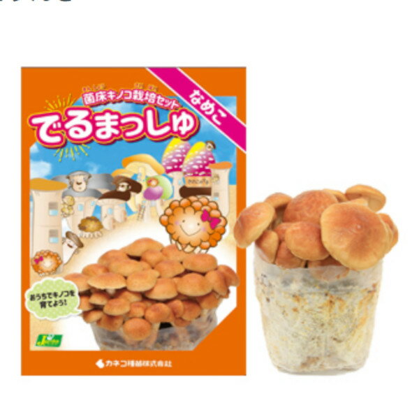 ※数量限定在庫限り【菌床きのこ栽培セット】　でるまっしゅ　なめこ　【カネコ種苗】