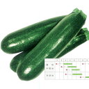 種【ズッキーニ】グリーンボート1号(100粒)【カネコ種苗】野菜 種子