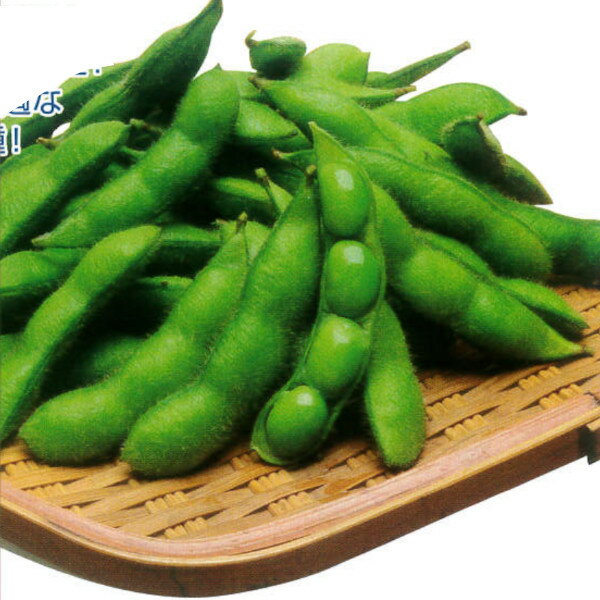 野菜 種【枝豆】極早生　初だるま（1000粒）【PVP商品】【カネコ種苗】種子